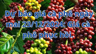 Dự báo giá cà phê ngày mai 23/12/2024: Giá cà phê phục hồi.