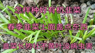 怎样种好韭菜？春季韭菜上面盖点东西，韭菜长势壮不黄叶没病虫害