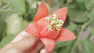 3 brilliant way to make tomato flower carving designs - Lavy Fuity