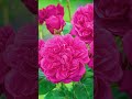 詹姆斯l 奥斯汀james l. austin｜大卫·奥斯汀月季david austin s rose