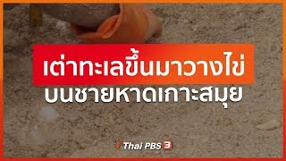 เต่าทะเลขึ้นมาวางไข่บนชายหาดเกาะสมุย (4 มิ.ย. 63)