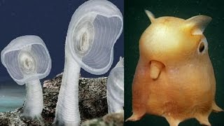 【閲覧注意】ｷﾓｯ!ってなる生き物まとめ②/最凶の閲覧注意