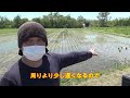 むかわ学【むかわの農業を学ぼう】中央小田植え体験授業編