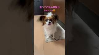 遊んでる時の笑顔が可愛いパピヨン犬のハナちゃん🐶