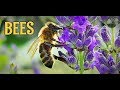 Honey Bees and Lavender 4K