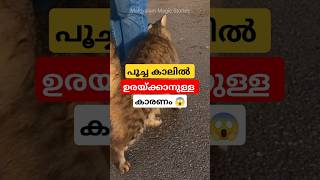 പൂച്ച നിങ്ങളുടെ കാലിൽ ഉരയ്ക്കാനുള്ള കാരണം 😱 #cat #facts #malayalam #shorts