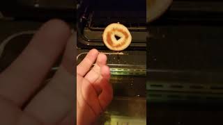 How To Make Peanut Butter Bagel