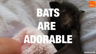 Bats Are Adorable - Compilation