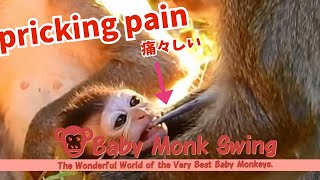 Baby Monkey Still Wants Milk Despite Mom's Scolding!/ monpai monyet sad baby bibi