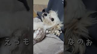 嫌いな歯磨きもお姉ちゃんによって好きになるミックス犬 #shorts