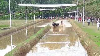 Kolachhur Kondottu A .. Balluda Malla.. Kambala The Pride of Coastal Karnataka.. Beautiful Races ..