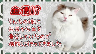 【急遽病院へ】再びお腹ゆるゆるで、お尻から血が！！血便！？