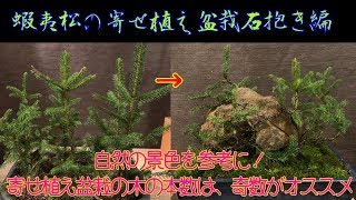 蝦夷松の寄せ植え盆栽石抱き編🌟How to create a Ezo spruce BONSAIエゾマツが石を抱いている樹形にしてみました^ - ^石付き盆栽