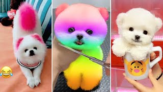 Tik Tok Chó Phốc Sóc Mini 😍 Funny and Cute Pomeranian #370
