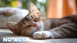 12 Hours Calming Music for Cats 🐈 Sleep Music for Cats No Ads ♬ Sleep Music for Anxious Cats