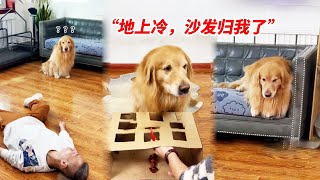 辛巴是只汪🐶：当我假装晕倒，狗子会是什么反应？辛巴：地上冷，我先上沙发了！