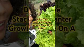 Small Space Gardening ￼Dollar Tree Vertical Planter On A Budget #dollartreefinds #Garden #shorts