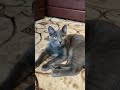 Про сон кошек от ВасиКота кот cat сон васякот