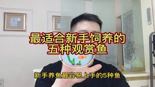 养鱼总死鱼？最适合新手饲养的五种观赏鱼！