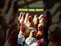 ¡Gallinas ponedoras: El negocio perfecto para alcanzar la libertad financiera!