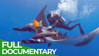 Giant Manta Rays of San Benedicto | Blue Realm | Free Documentary Nature