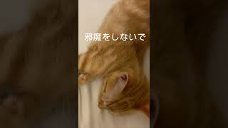 #shorts #猫#猫動画 茶トラ〜ず子猫成長振り返りパート43