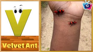 A to Z Insects Song | Insects Alphabet song for Kids | Phonics for Kids | Alphabet Letters