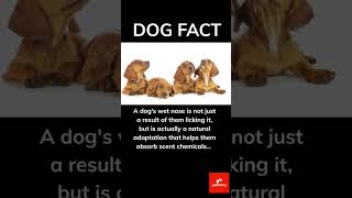 Amazing Facts About Dogs You Didn't Know! 🐶 #dog #doglover #shorts