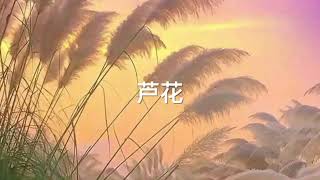 《芦花》 大型舞蹈音乐剧歌曲， 贺东久 词，印 青 曲，欧阳贵民 演唱。