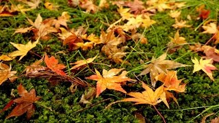 (4K)京都の紅葉 2014年・総集編 - Kyoto Autumn Color 2014