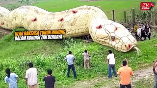 The Whole Village is in an Uproar!! Giant Snake Found Lying in a Rice Field in a Horrific Condition