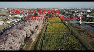 【空撮】幸手 権現堂桜堤 （幸手桜まつり）【MavicPro】 Cherry Blossoms in Japan 2019