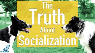 The Unpopular Truth About Socializing Your Dog..