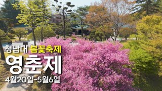 청남대 2024년 봄꽃축제 영춘제! 봄꽃의 메카로 오세요(4월20 ~ 5월6일)