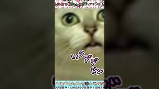 【猫ミーム】どんな絶望がすき？【catmeme】#猫ミーム  #デデドン猫 #MUR猫