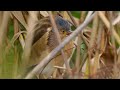 散歩道の野鳥紹介１ヨシゴイ