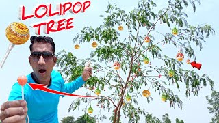 Lolipop Tree | Lollipop का पेड़ | ऐसा पेड़ आपने पहले कभी नहीं देखा होगा