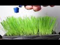 HOW TO GROW GRASS