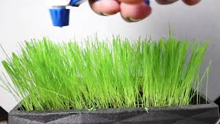 HOW TO GROW GRASS