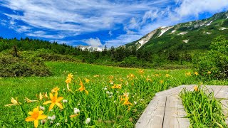 BEAUTIFUL MOUNTAIN RESORT｜for relaxing and healing｜Hakuba Tsugaike Nature Garden Nagano Japan 4K