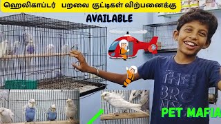 🚁🐦🦜💥ஹெலிகாப்டர் பறவை மிகவும்😍அழகாக இருக்கிறது🤗available at🔥PetMafia #helicopterbudgies #pets #birds