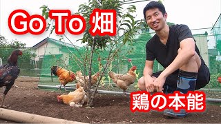 ママとヒヨコで、Go To 砂浴び。ニワトリ飼いから見たキャンペーン。