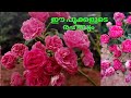 Button rose/ Miniature rose care in Malayalam