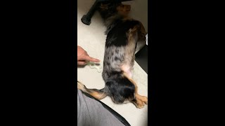 油断してる愛犬に気付かれず指で突きたい【ミニチュアダックスフンド/シルバーダップル】#Shorts