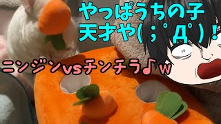 【モフ天使】天才や(；ﾟДﾟ)！やっぱうちの子天才や！！【親バカ】【チンチラ】