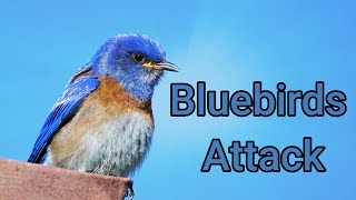 Bluebirds Attack | Real Nature