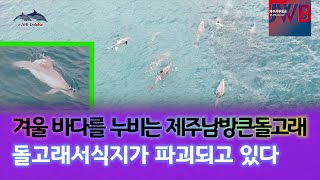 #겨울 바다를 누비는 제주 남방큰돌고래#춤돌이도 겨울바다를 즐깁니다.#돌고래서식지가 파괴되고 있다#돌고래전문채널#제주서부방송