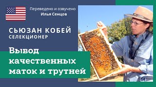 Вывод качественных маток и трутней. Лекция Сьюзан Кобей