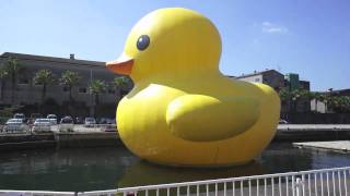 大きなあひるちゃんふたたび登場！　Rubber Duck in OSAKA