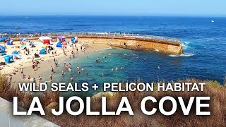 【HD 4K】WILD SEALS and PELICANS in CITY - LA JOLLA COVE SCENIC WALK TOUR | 闹市中的海狮聚居地 - 漫步拉霍亚海湾